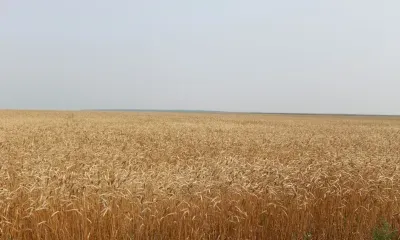 День работника сельского хозяйства и перерабатывающей промышленности в России празднуется 9 октября