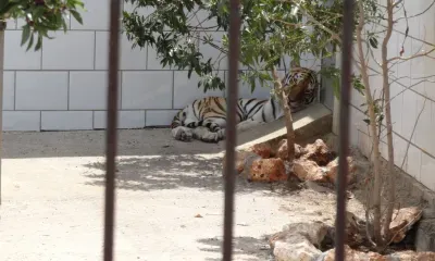 Тигр сбежал из клетки в музее в Улан-Удэ