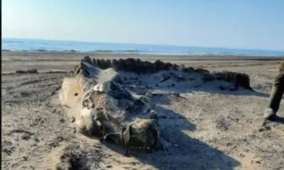 Останки неизвестного существа выбросило на берег моря на Дальнем Востоке