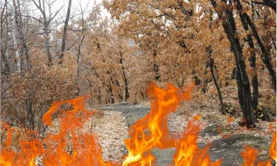 Режим ЧС в лесах Архаринского района ввели из-за крупного пожара