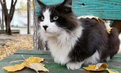 Днем по Амурской области 25 октября небольшие осадки пройдут местами по северу