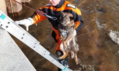 Спасатели вытащили домашнюю собаку из воды на набережной Амура 