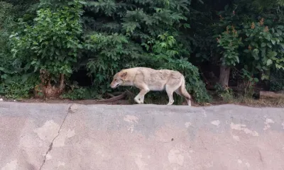Артемьев день отмечается 2 ноября
