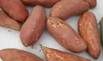 Первая партия батата поступила напрямую из Китая в Амурскую область 