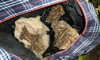 Женьшень на 38 млн рублей пытались вывезти из России в Китай