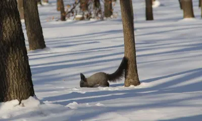 Власти Свободного попросили не кормить чем попало белок, обитающих в дендрарии
