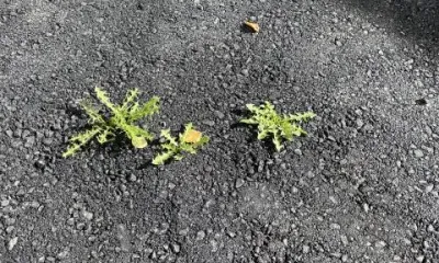 Через асфальт проросли одуванчики: компания наказана за некачественный ремонт в Тынде