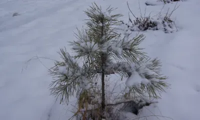 На святого Степана каждый себе пан