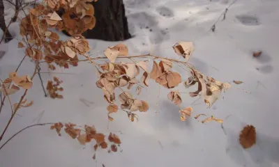 В праздник каш всяк с ложкой ходит - полный черпак семью не разгонит