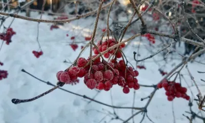 Морозы до 36-43 градусов охватят некоторые регионы России
