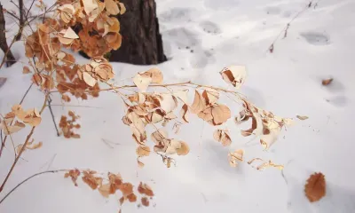 Днем по Амурской области 12 января в отдельных районах небольшой снег