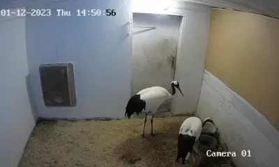 За жизнью японских журавлей в режиме онлайн снова следят амурчане