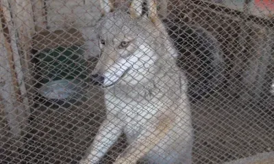 Волк бродит в Благовещенском округе рядом с областным центром Приамурья