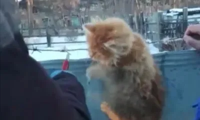 Котенка, который запутался в колючей проволоке, спасли в Белогорском округе