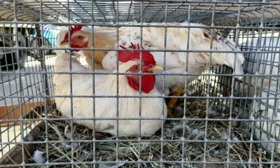 Фестиваль куриных крылышек пройдет весной в Амурской области 