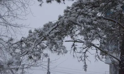 Сезон охоты на оленя и кабаргу завершился в Амурской области 