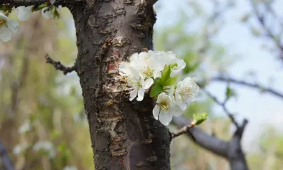 Весна придет в Россию во второй половине апреля