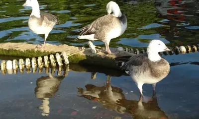 День орнитолога в России отмечается 19 февраля