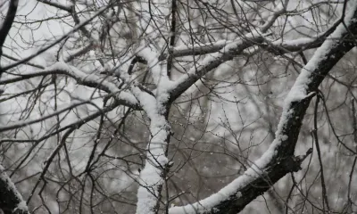 Мокрый снег и порывистый ветер в Амурской области 6 марта