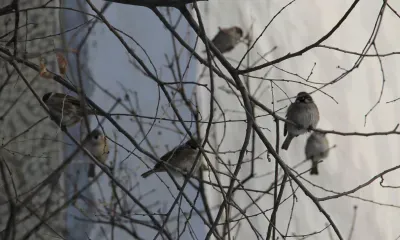 На Сороки день с ночью меряется, зима кончается, весна начинается