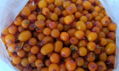 Продукты для восполнения витамина C назвала диетолог