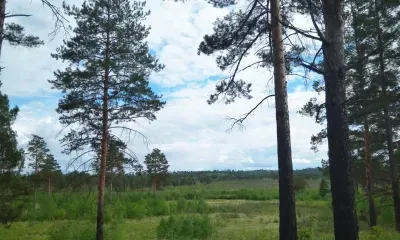 Клещи проснулись на Дальнем Востоке