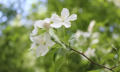 Агрессивность клещей прогнозируют в мае