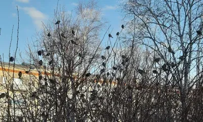 Международный день птиц - интернациональный экологический праздник отмечается 1 апреля