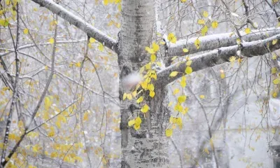 Снег и сильный ветер ожидаются в Амурской области