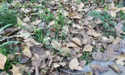 Мешки с мусором и листьями просят не оставлять у обочин на улицах Благовещенска