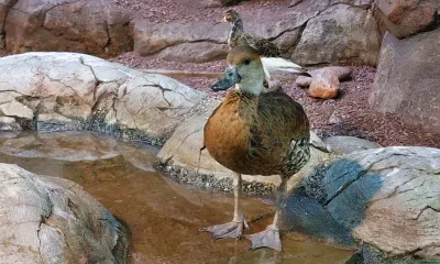 В России утвердили обязательную маркировку рыб, пчел и домашней птицы