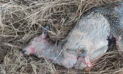 В Амурской области застрелена косуля, беременная двумя детенышами