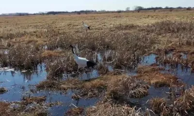 Журавлей, находившихся в гнезде, спасли при пожаре в Тамбовском округе