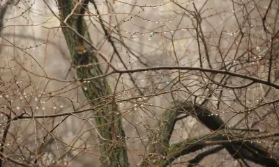 Днем в Амурской области 20 апреля в отдельных районах сильные осадки (снег, мокрый снег, по югу с дождем)