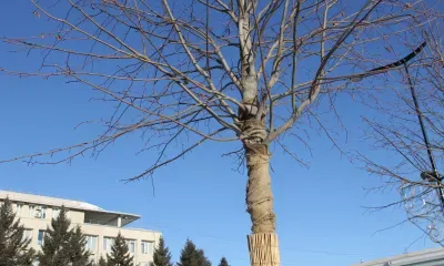 Днем в Амурской области 21 апреля облачно, без существенных осадков