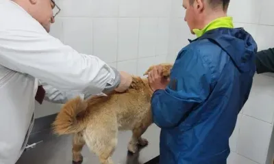 Паспорт получила собака, бегущая по Приамурью с ультрамарафонцем Русланом Шакиным