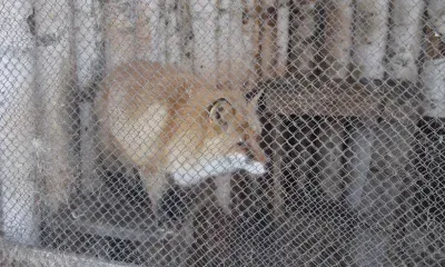 Мартын Лисогон отмечается 27 апреля