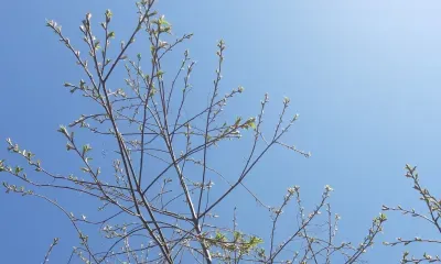 Май в Амурской области ожидается прохладным, заявили в Гидрометцентре