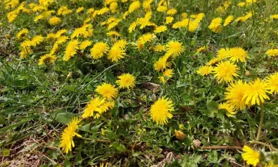 Воздух прогреется до +20 градусов в Амурской области 