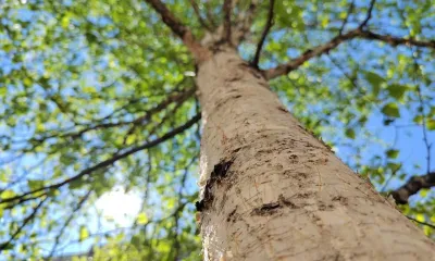 Проклов день отмечается 4 мая