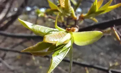 Дожди и временное похолодание принесет циклон в Амурскую область