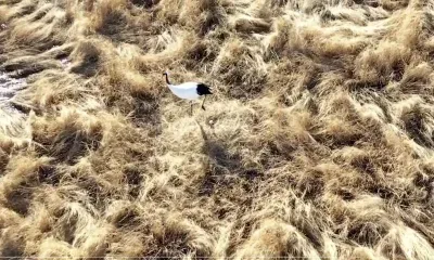 Гнезда журавлей уничтожил природный пожар в Амурской области