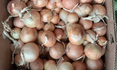 День Луки: «Лук от семи недуг»