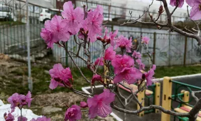 Порывистый ветер до 23 м/с разгуляется в Амурской области в выходные дни