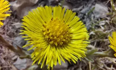 Малооблачно, преимущественно без осадков в Амурской области