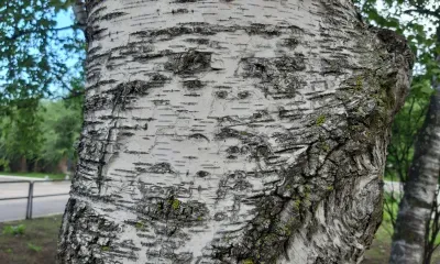 Березосок отмечается 11 мая