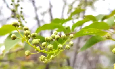 Ночные морозы ударят в Амурской области 