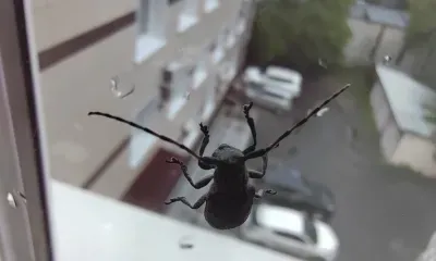 Дожди и порывистый ветер придут в Амурскую область 