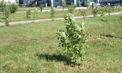 В лесах Амурской области выполнили половину плана по высадкам деревьев