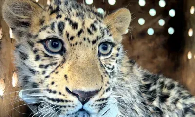 Дальневосточный леопард впервые в истории вернулся в дикую природу после спасения от гибели